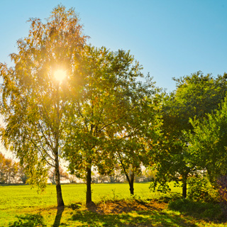 Gedenkbaum-Gruppe von Heidi Burger für Lothar Burger 