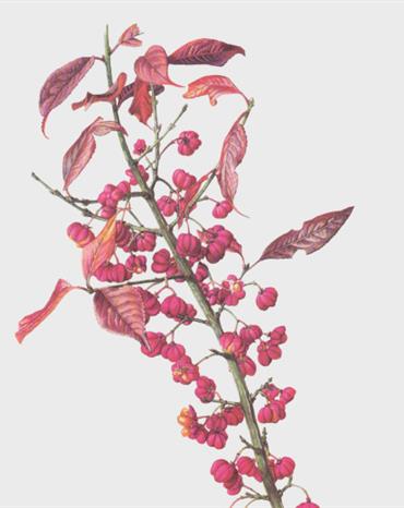 Profilbild Wilhelm Köller